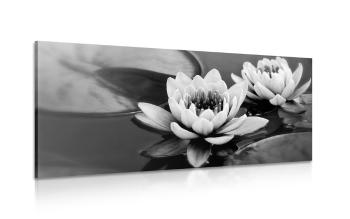 Obraz kwiat lotosu w jeziorze w wersji czarno-białej - 120x60