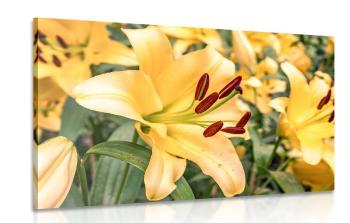 Obraz żółta lilia - 90x60