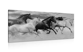 Obraz stado koni w wersji czarno-białej - 100x50
