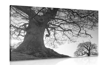 Obraz symbioza drzew w wersji czarno-białej - 60x40