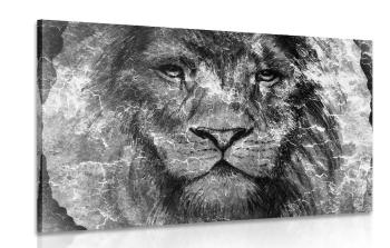 Obraz twarz lwa w wersji czarno-białej - 120x80