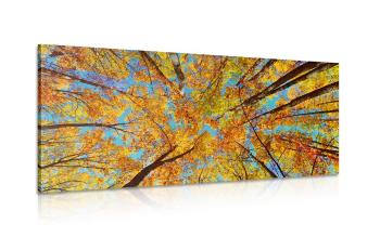 Obraz jesienne korony drzew - 100x50
