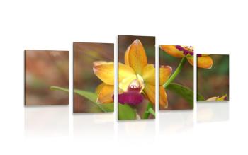 5-częściowy obraz orchidea pomarańczowa - 100x50