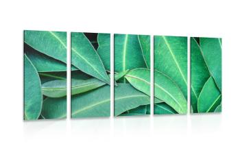 5-częściowy obraz liście eukaliptusa - 100x50