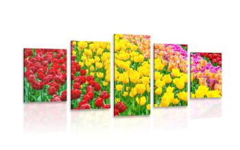 5-częściowy obraz ogród pełen tulipanów - 200x100