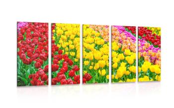5-częściowy obraz ogród pełen tulipanów