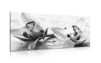 Obraz kwiaty orchidei w wersji czarno-białej - 120x60