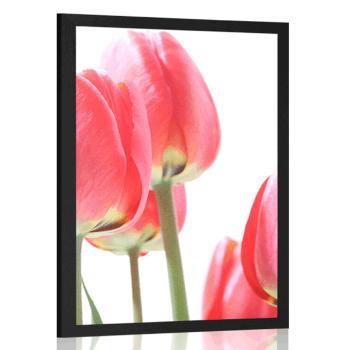 Plakat czerwone polne tulipany - 30x45 silver