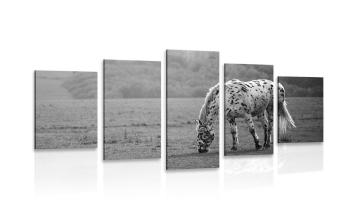 5-częściowy obraz koń na łące w wersji czarno-białej