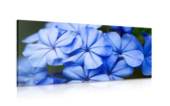 Obraz malownicze niebieskie kwiaty - 100x50