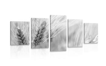 5-częściowy obraz pole pszenicy w wersji czarno-białej