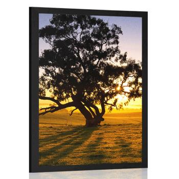 Plakat samotne drzewo o zachodzie słońca - 30x45 black