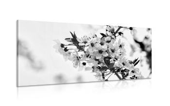 Obraz kwiaty wiśni w wersji czarno-białej - 120x60