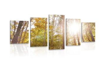 5-częściowy obraz las w jesiennych barwach - 100x50