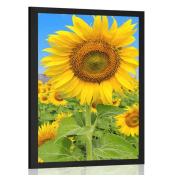 Plakat pole słoneczników - 20x30 black