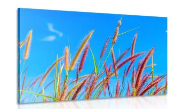 Obraz dzika trawa pod błękitnym niebem - 90x60