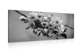 Obraz gałązka kwitnącej wiśni w wersji czarno-białej - 100x50