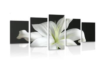 5-częściowy obraz piękna biała lilia na czarnym tle