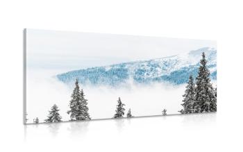 Obraz sosny pokryte śniegiem - 100x50