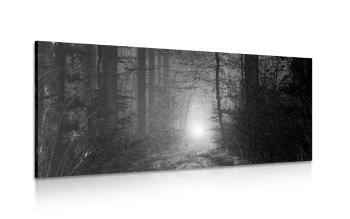 Obraz światło w lesie w wersji czarno-białej