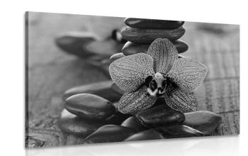 Obraz orchidea i kamienie Zen w wersji czarno-białej