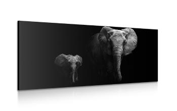 Obraz małe słonie i słoniątka - 120x60