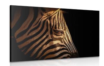 Obraz portret zebry - 120x80