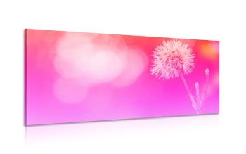 Obraz mniszek lekarski na różowym tle - 100x50