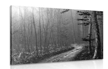 Obraz czarno-biała ścieżka do lasu