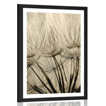 Plakat z passe-partout nasiona dmuchawca w sepiowym kolorze - 60x90 silver