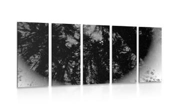 5 części obraz czarno-biały las tropikalny - 200x100