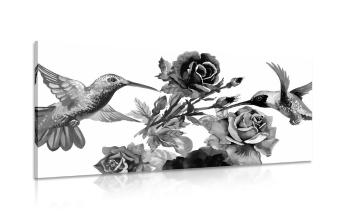 Obraz kolibry z kwiatami w wersji czarno-białej